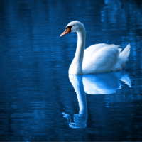 Swans Through The Storm - Taylor Jane Green