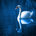 Swans Through The Storm - Taylor Jane Green