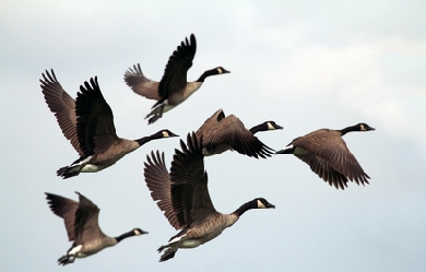 Wild geese flying