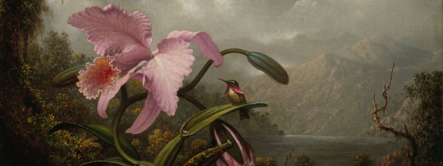 Orchid and Hummingbird, by Martin Johnson Heade