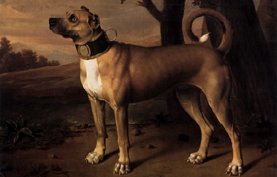 Ulmer Dogge, by Johann Christof Merck