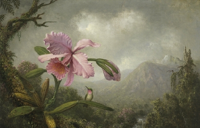 Orchid and Hummingbird near a Mountain Waterfall, by Martin Johnson Heade