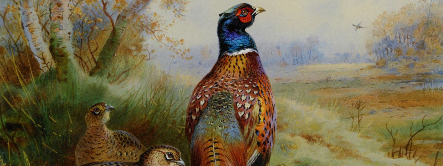 Cock and Hen Pheasant At the Edge of A Wood, by Archibald Thorburn