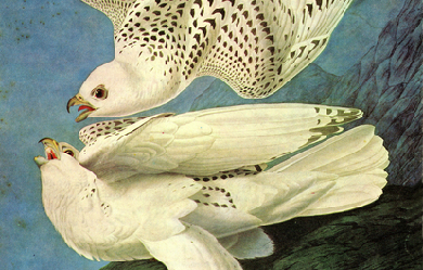 White Gerfalcons, by John James Audubon