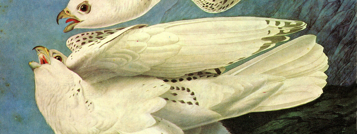 White Gerfalcons, by John James Audubon