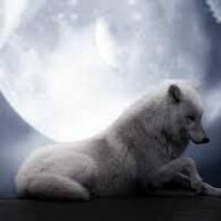 Wolfpuppy