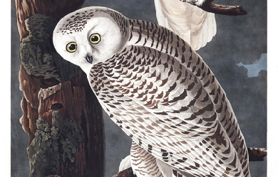 Snowy Owl, by John James Audubon