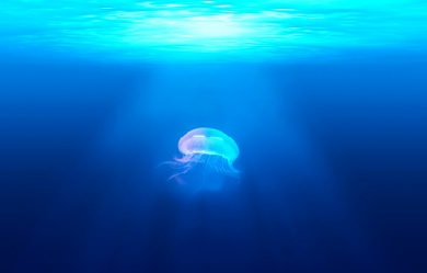 Blue ocean jellyfish