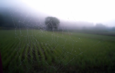 Photo of spiderweb with dew and foggy tree