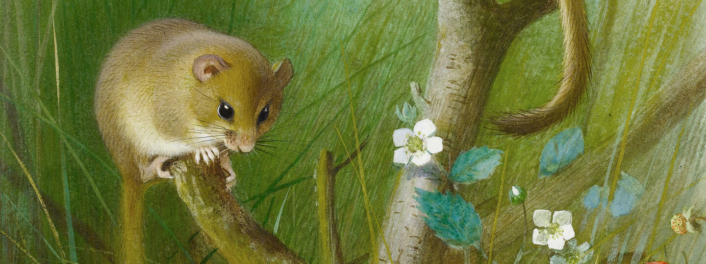 Dormice (see Muscardinus avellanarius), by Archibald Thorburn