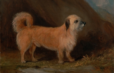 A Dandie Dinmont Terrier, by John E. Ferneley Jr