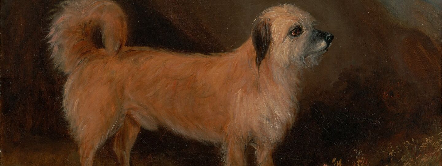 A Dandie Dinmont Terrier, by John E. Ferneley Jr