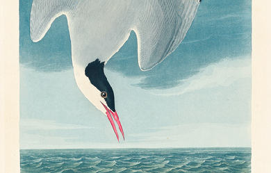 Arctic Tern from Birds of America, by John James Audubon