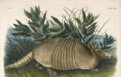 Nine-banded armadillo, by John Woodhouse Audubon