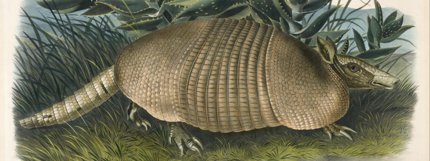 Nine-banded armadillo, by John Woodhouse Audubon
