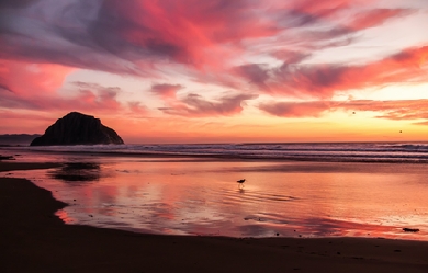 Sunset by the sea. Bird on the sand.