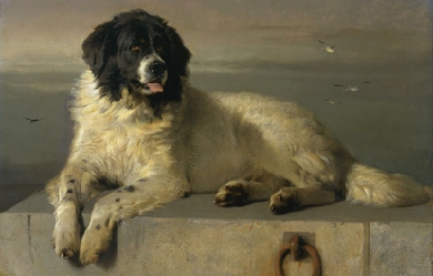 A Distinguished Member of the Humane Society, by Edwin Landseer