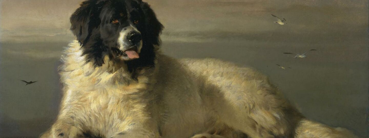 A Distinguished Member of the Humane Society, by Edwin Landseer