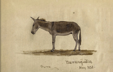 A Donkey, Baranquilla, Columbia, by Frederic Edwin Church