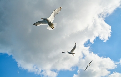 , by engin akyurt