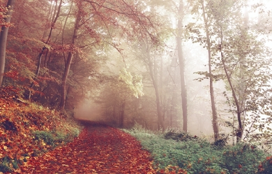 Empty foggy trail full of autumn leaves