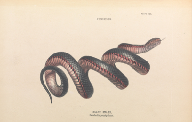 Black Snake, Pseudechis porphyriacus, by Helena Scott