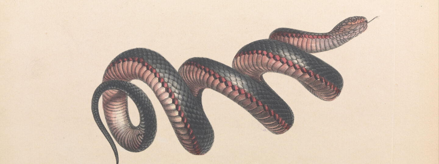 Black Snake, Pseudechis porphyriacus, by Helena Scott