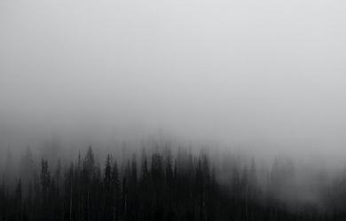 Foggy forest on a gray day