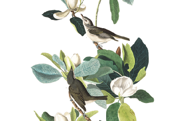 Warbling Flycatcher, by John James Audubon