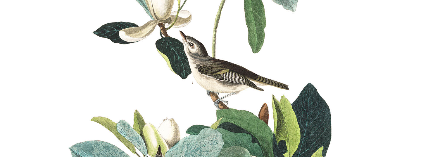 Warbling Flycatcher, by John James Audubon