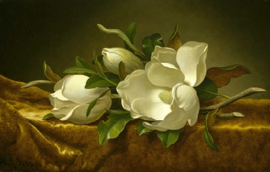 Magnolias on Gold Velvet Cloth, by Martin Johnson Heade