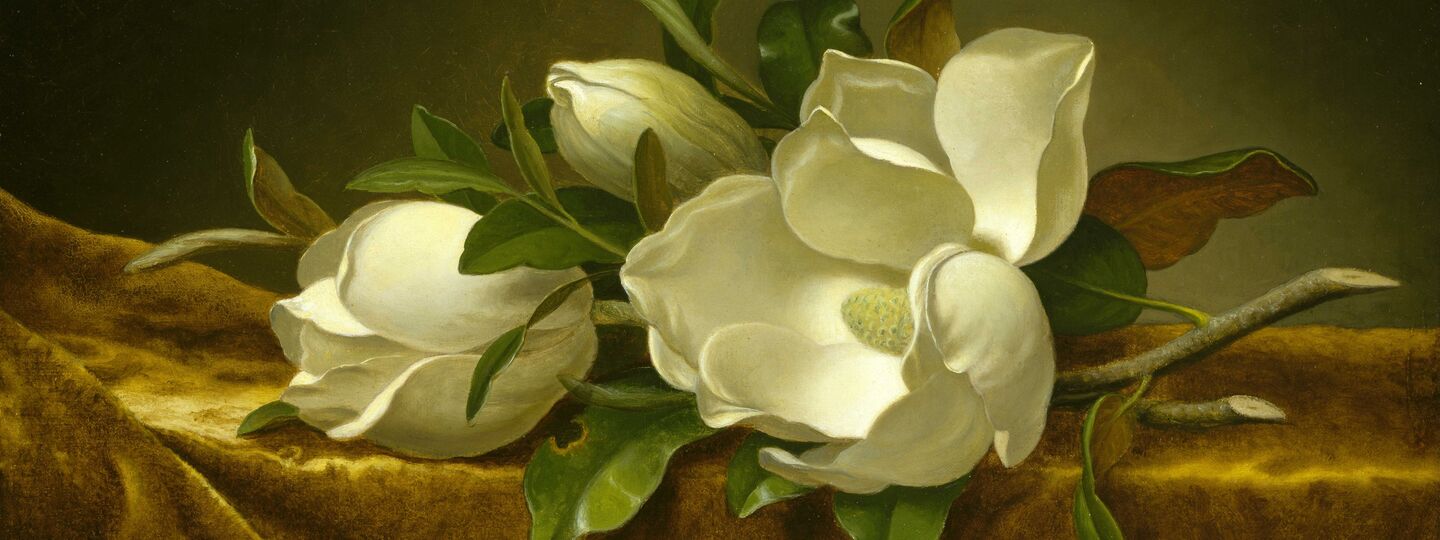 Magnolias on Gold Velvet Cloth, by Martin Johnson Heade