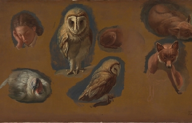 Studies of a Fox, a Barn Owl, a Peahen, and the Head of a Young Man, by Jacques-Laurent Agasse