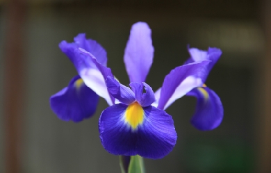 A purple iris flower