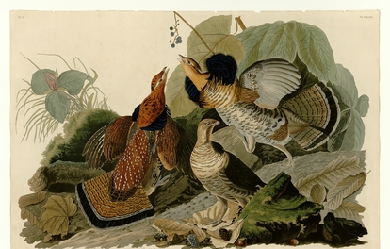 Ruffed Grouse, by John James Audubon