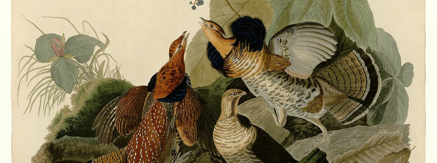 Ruffed Grouse, by John James Audubon