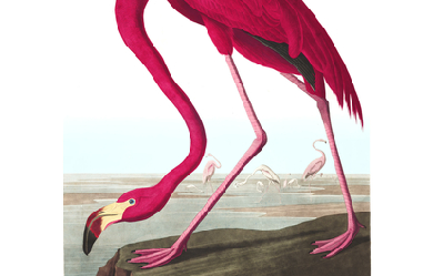 American Flamingo, by John James Audubon