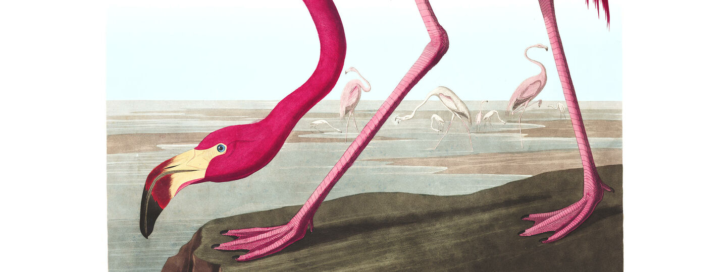 American Flamingo, by John James Audubon