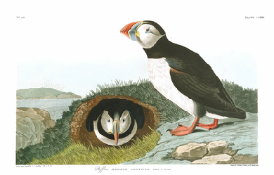 Illustration from Birds of America, by John James Audubon