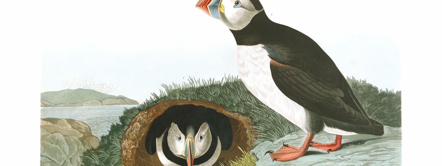 Illustration from Birds of America, by John James Audubon