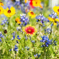 Wildflowers Poetry