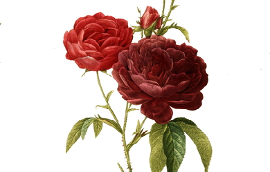 Purple-violet magna Gallic rose, by Pierre-Joseph Redouté