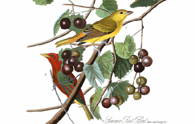 Summer Red Bird, by John James Audubon