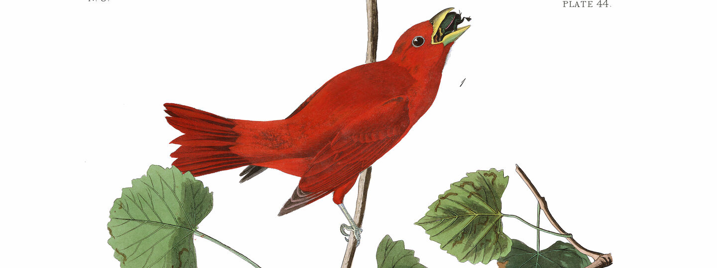 Summer Red Bird, by John James Audubon