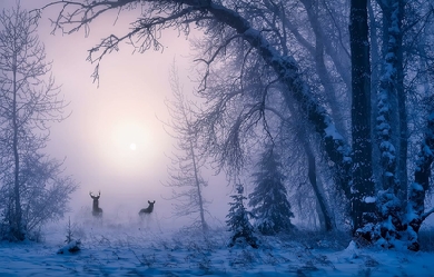 Snowy forest with deers