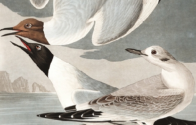 Illustration from Birds of America, by John James Audubon